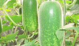 911 红领巾吃瓜爆料今日大瓜,今日大瓜事件全解析